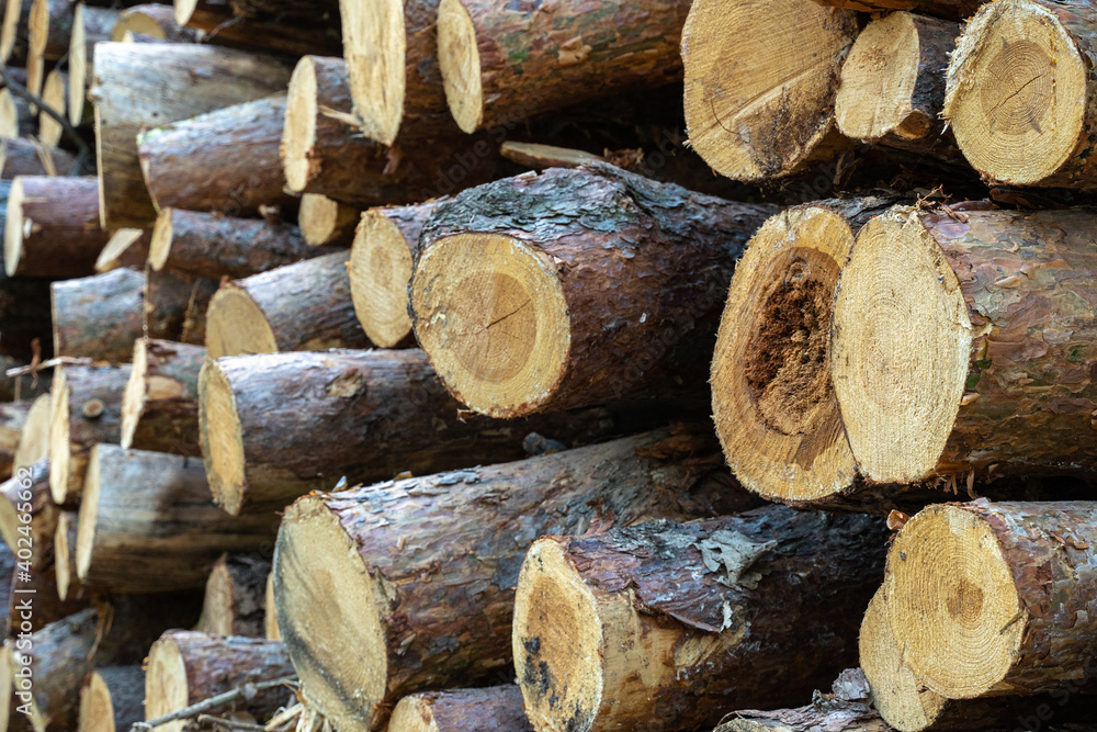 Gestapeltes Kiefernholz im Wald, gesägtes Holz Gestapeltes Kiefernholz im Wald, gesägtes Holz
