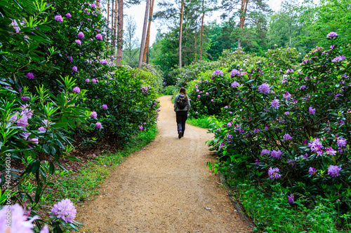 woman is walking through pretty rhododendron park, blooming time at the rhododendron park Kromlau, saxony, Germany photo