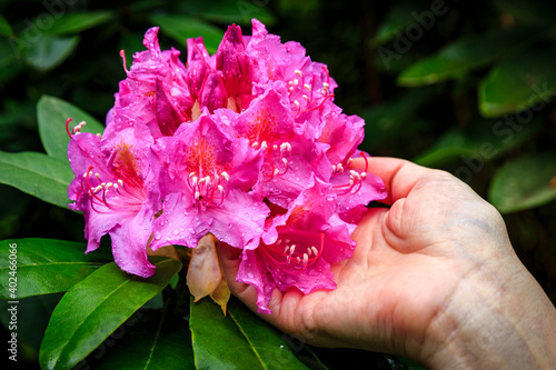 blooming time at the rhododendron park Kromlau, saxony, Germany photo