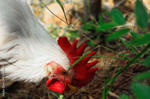 white rooster in the farm