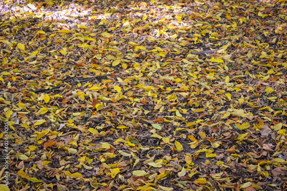 Autumn in the city park. Colorful leaves lying on the ground Autumn in the city park. Colorful leaves lying on the ground