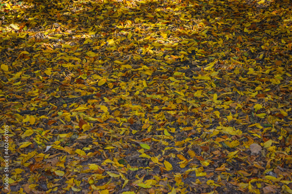Autumn in the city park. Colorful leaves lying on the ground Autumn in the city park. Colorful leaves lying on the ground