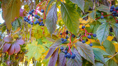 Dark berries of wild grapes on a background of reddish leaves