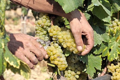 Foto Greco Bianco grape, Calabria, Italy, Europe