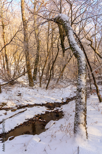 Snow covered tree hanging over a small stream running through snow and ice in wooded area of Shamokin Springs