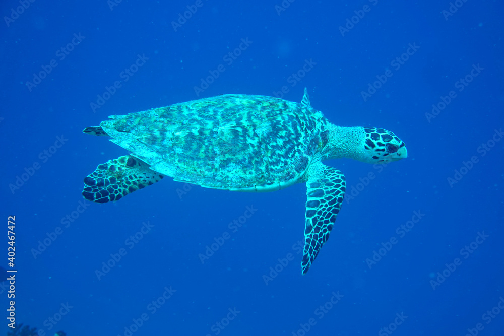 Unterwasser Schildkröte Unterwasser Schildkröte