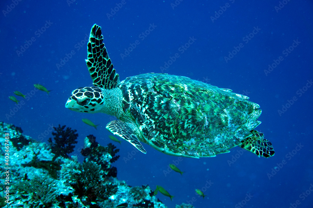 Obraz premium Unterwasser Schildkröte