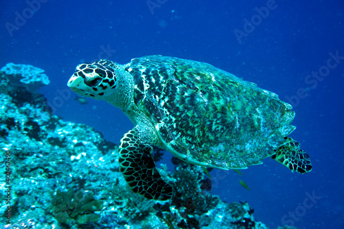 Unterwasser Schildkröte © megloff