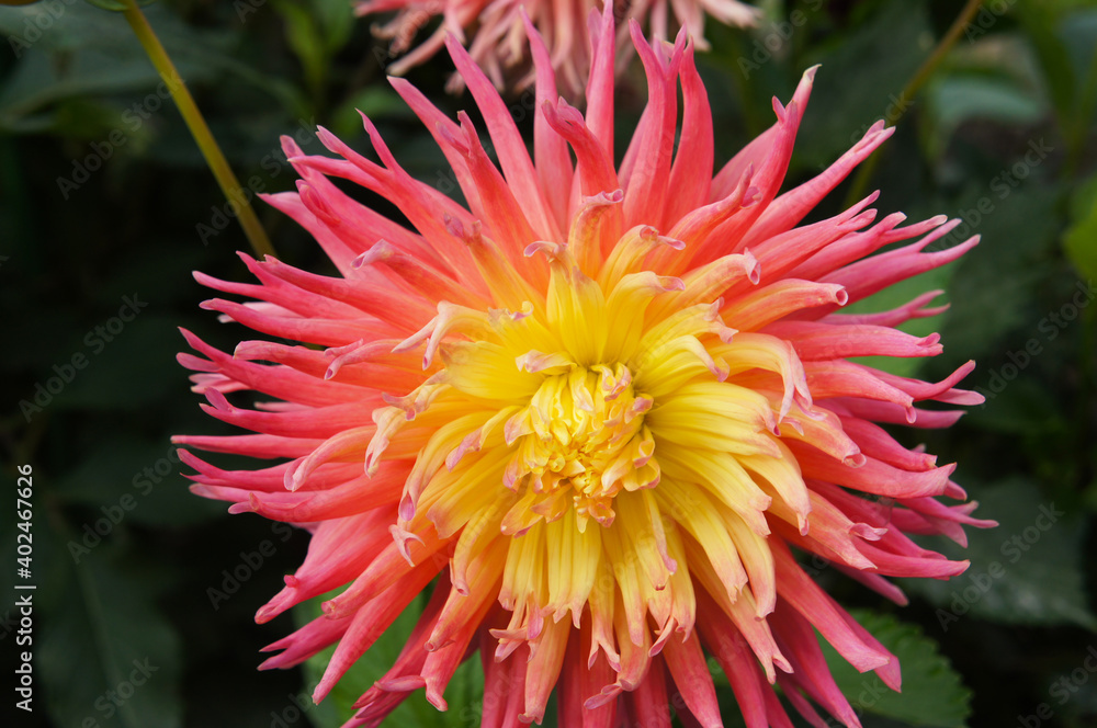 Red and yellow cactus dahlia alfred grille flower head Red and yellow cactus dahlia alfred grille flower head