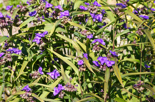 Tradescantia andersoniana concord grape spider lily purple flowers with green photo