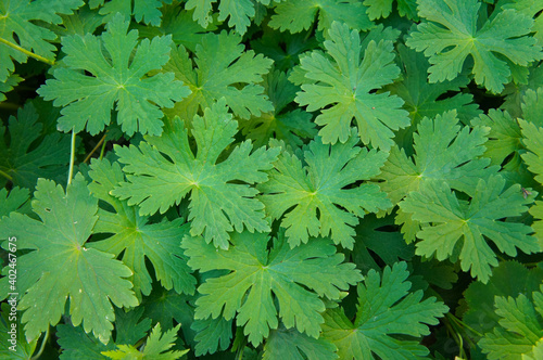 Geranium macrorrhizum or bigroot geranium green leaves background