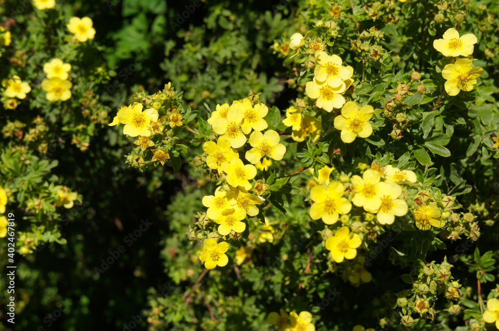 Shrub of potentilla fruticosa sommerflor shrubby cinquefoil yellow flowers with green - obrazy, fototapety, plakaty 