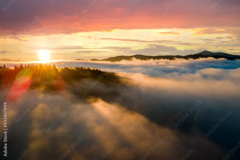 Aerial view of dark green pine trees in spruce forest with sunrise rays shining through branches in foggy fall mountains.