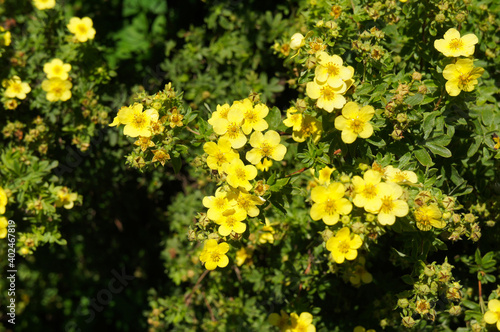 Shrub of potentilla fruticosa sommerflor shrubby cinquefoil yellow flowers with green