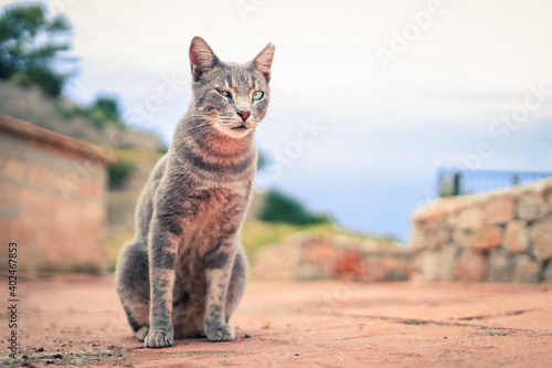 Relaxed straycat, cat with green eyes looking into camera, Spain  photo