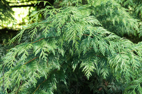 Lutea lawson cypress green leaves backgorund