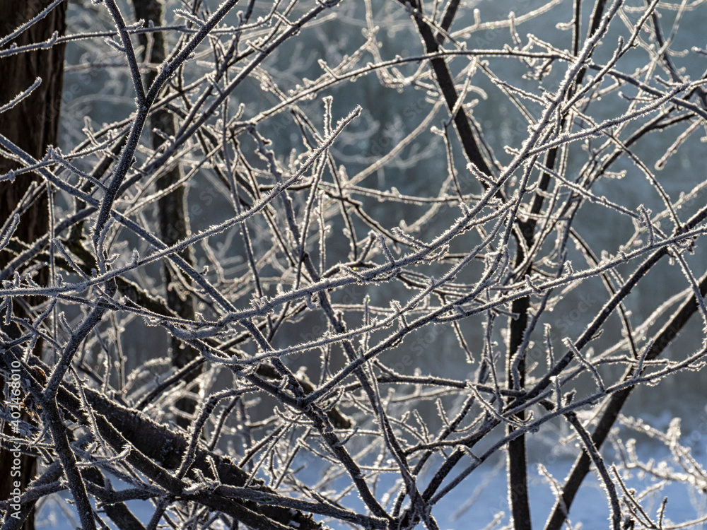 Obraz premium Frozen branches in a woodland