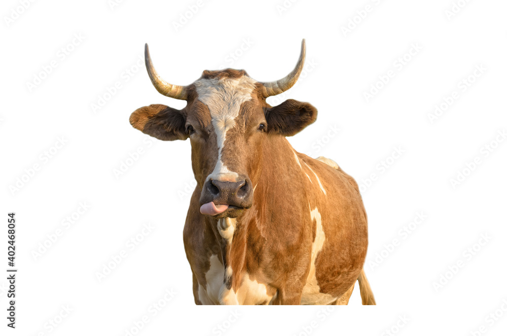 Brown-white bull (cow) showing his pink tongue, isolated on white, Year of the Ox theme Brown-white bull (cow) showing his pink tongue, isolated on white, Year of the Ox theme