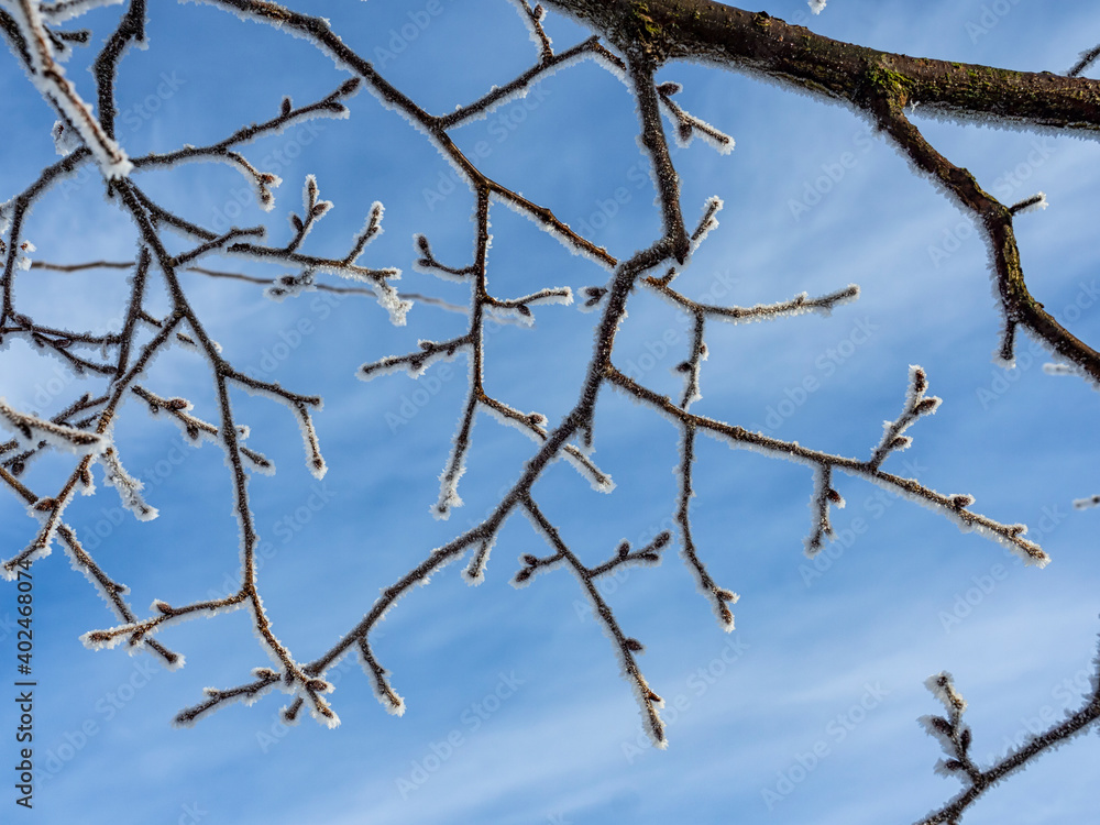 Frozen branches in a woodland Frozen branches in a woodland