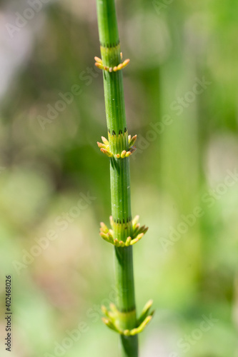 Closeup of Horsetail stem (Equisetum) with leaves