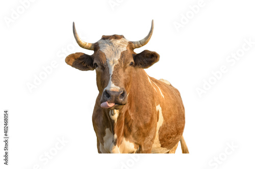 Brown-white bull (cow) showing his pink tongue, isolated on white, Year of the Ox theme