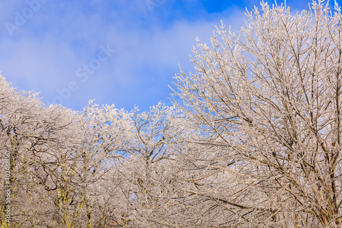 Ice covered trees and limbs against a blue cloudy sky