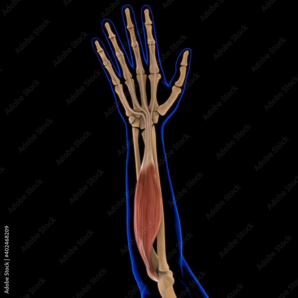 Fototapeta premium Flexor Digitorum Superficialis Muscle Anatomy For Medical Concept 3D Illustration