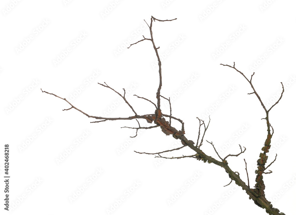 Dry elm tree branch isolated on white background and texture, clipping path