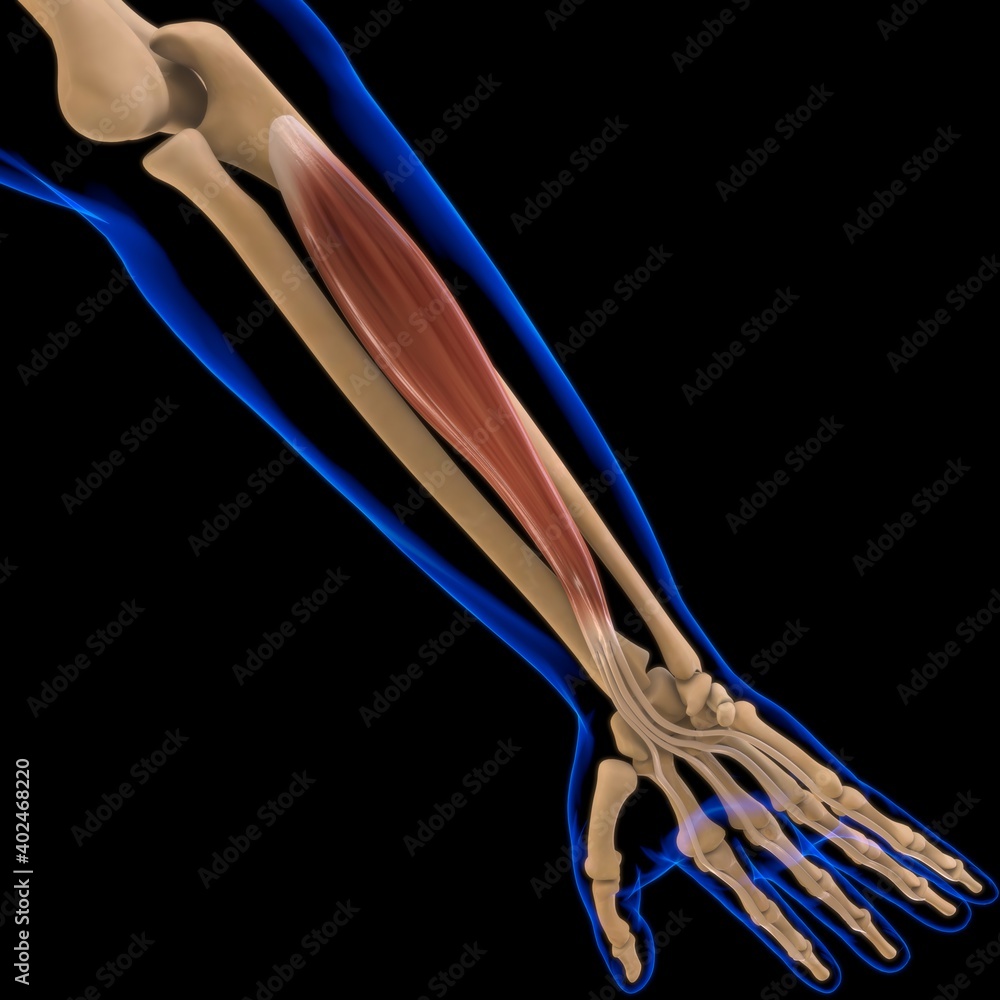 Flexor Digitorum Profundus Muscle Anatomy For Medical Concept 3D ...
