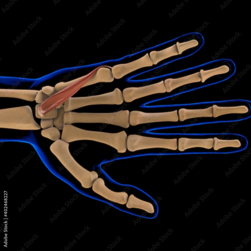 Flexor Digiti Quinti Brevis Muscle Anatomy For Medical Concept 3D Illustration Flexor Digiti Quinti Brevis Muscle Anatomy For Medical Concept 3D Illustration