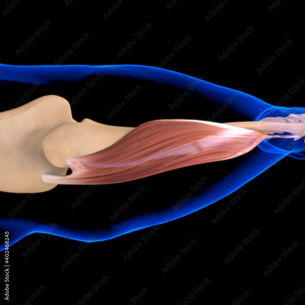 Flexor Carpi Ulnaris Muscle Anatomy For Medical Concept 3D Illustration