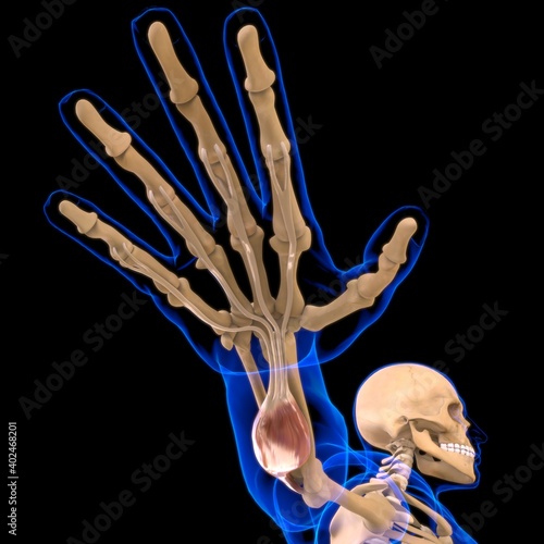 Flexor Digitorum Superficialis Muscle Anatomy For Medical Concept 3D Illustration photo