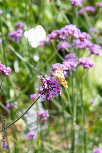 Verbena bonariensis lollipop purple flowers with yellow argynnis paphia butterfly on it vertical