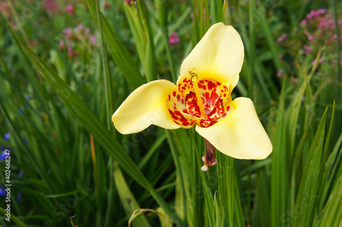 Peacock flower or tigridia pavonia canariensis yellow flower with red core in green grass photo