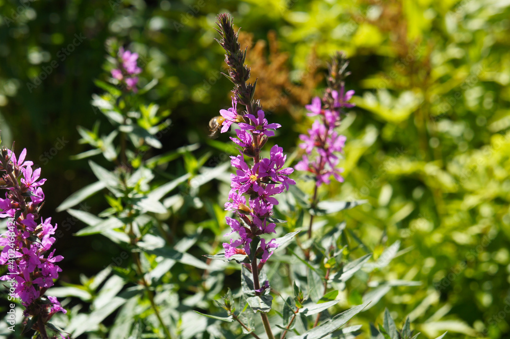 Lythrum salicaria lady sackville or spiked loosestrife purple flowers with green Lythrum salicaria lady sackville or spiked loosestrife purple flowers with green