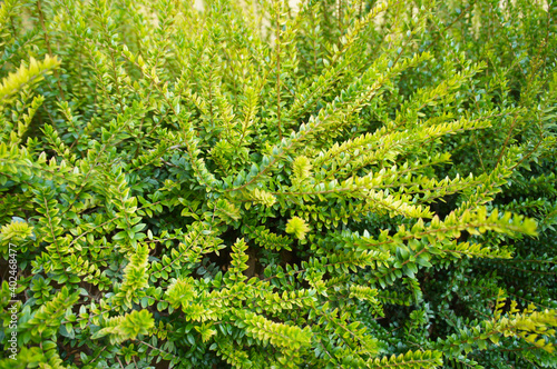 Fotografie Green shrub of golden box honeysuckle lonicera nitida twiggy