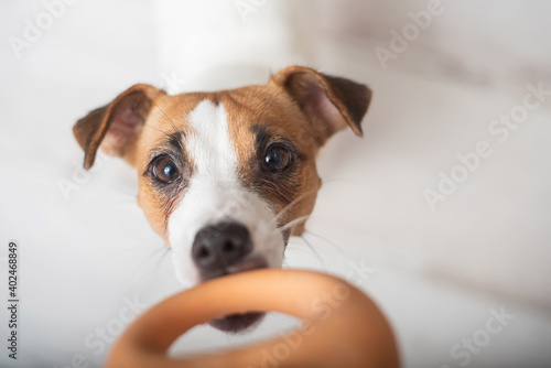 The dog is pulling a rubber toy. Top view of jack russell terrier playing with the owner.