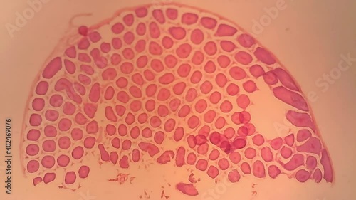 Microscope Rabbit Testis Section 500x photo