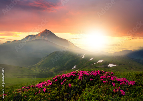 Sunset landscape with green grass meadow, red blooming flowers, high peaks and foggy valley under vibrant colorful evening sky in rocky mountains.