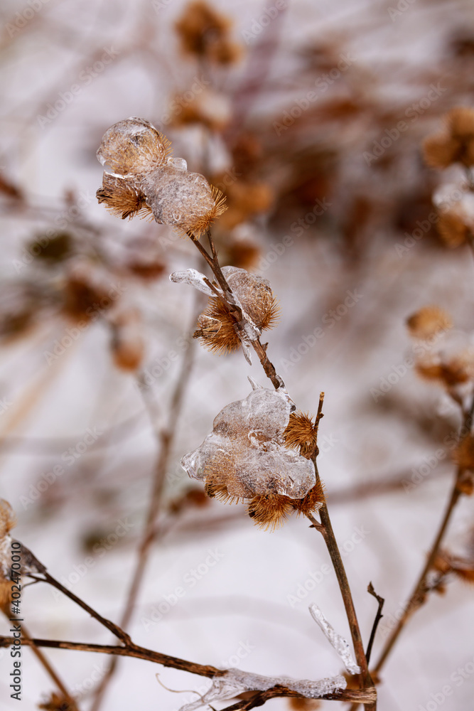 Closeup of brown thistle teasel covered in ice Closeup of brown thistle teasel covered in ice