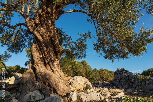 The most oldest olive trees in Croatia. Olive garden. Some of them are more then 1000 years old