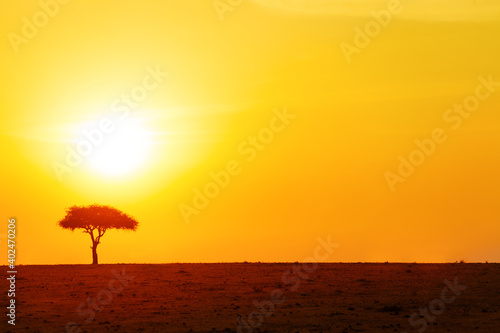 Yellow sunset sun disk over lonely tree in Savanna in Kenya