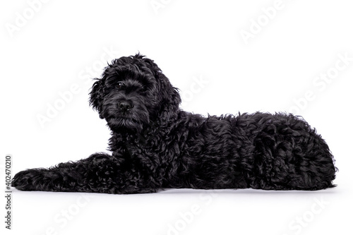Sweet curious black puppy Labradoodle or cobberdog, lying down, looking towards the camera with a bit of a sad look. Isolated on a white background.