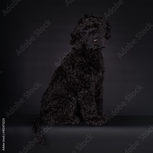 Sweet curious puppy black Labradoodle or cobberdog, sitting looking towards the camera, with his tail hanging over the edge, with big brown eyes. Isolated on a black background. © LauraFokkema