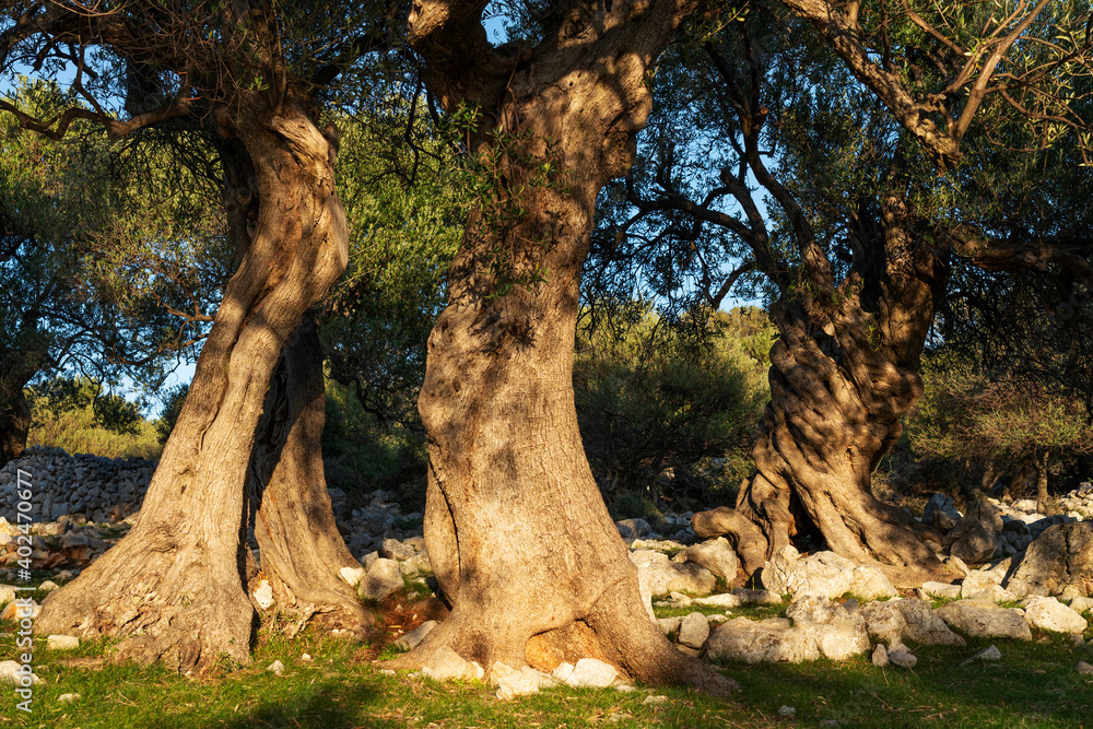 The most oldest olive trees in Croatia. Olive garden. Some of them are more then 1000 years old The most oldest olive trees in Croatia. Olive garden. Some of them are more then 1000 years old
