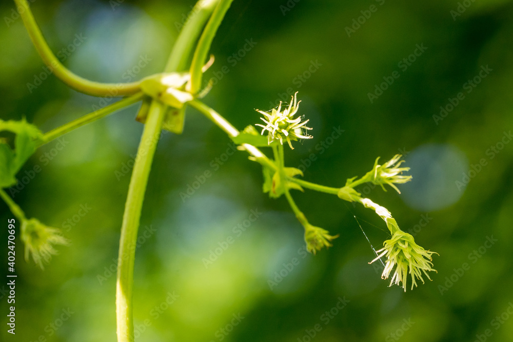 Closeup of common hops blossums (Humulus lupulus) Closeup of common hops blossums (Humulus lupulus)