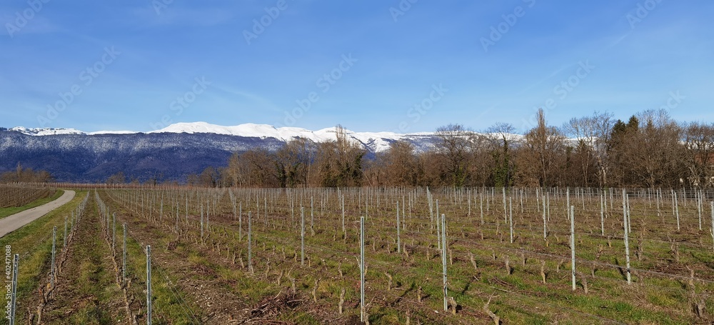 Weinberg im Winter Weinberg im Winter