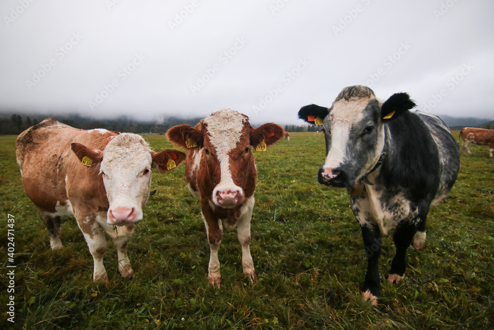 Brown cows with a white pattern on a mountain. Foggy autumn morning in the alps Brown cows with a white pattern on a mountain. Foggy autumn morning in the alps