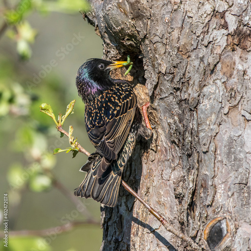 Star (Sturnus vulgaris) photo