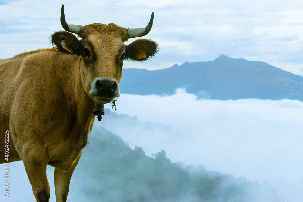 Landscape photographed in the morning, with a dense fog, to a cow in the port of Riosa called Angliru, in Asturias, Spain Landscape photographed in the morning, with a dense fog, to a cow in the port of Riosa called Angliru, in Asturias, Spain